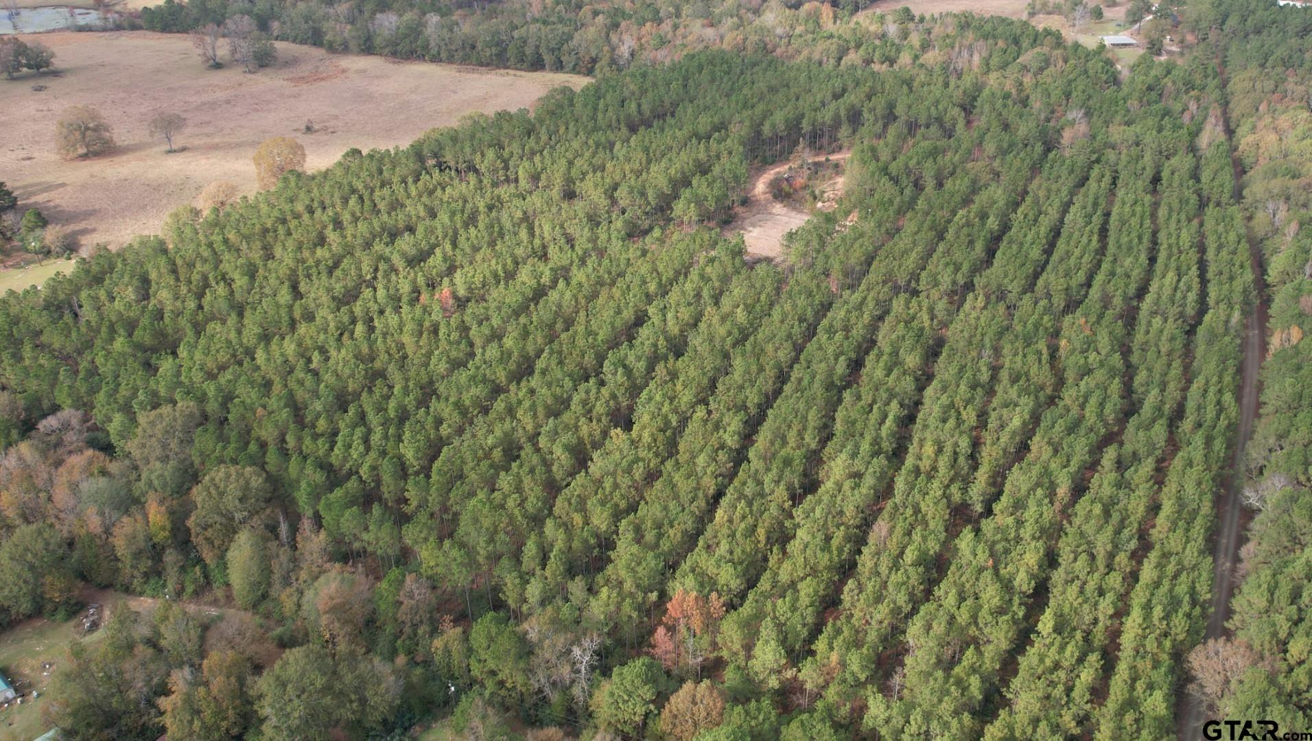 1271 County Road 3685 Joaquin, TX 75954 - Photo 21 of 46 a close up of a plant in a garden