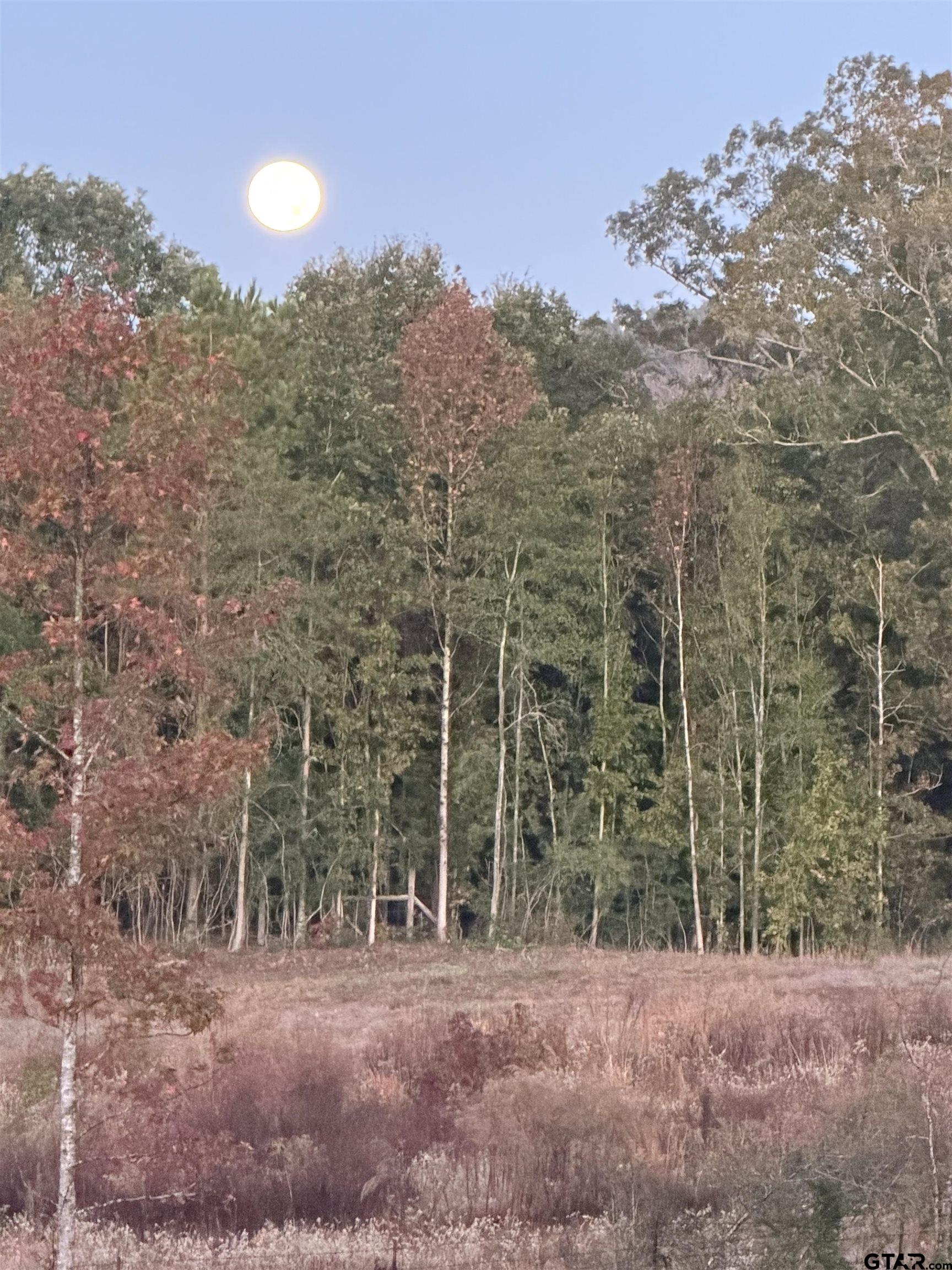 1271 County Road 3685 Joaquin, TX 75954 - Photo 31 of 46 a view of a field with trees in the background