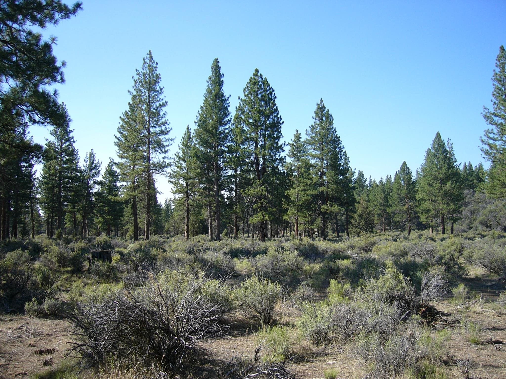 20 Acres Off Technor Robison Road Macdoel, CA 96058 - Photo 12 of 23 Gallery Image 12