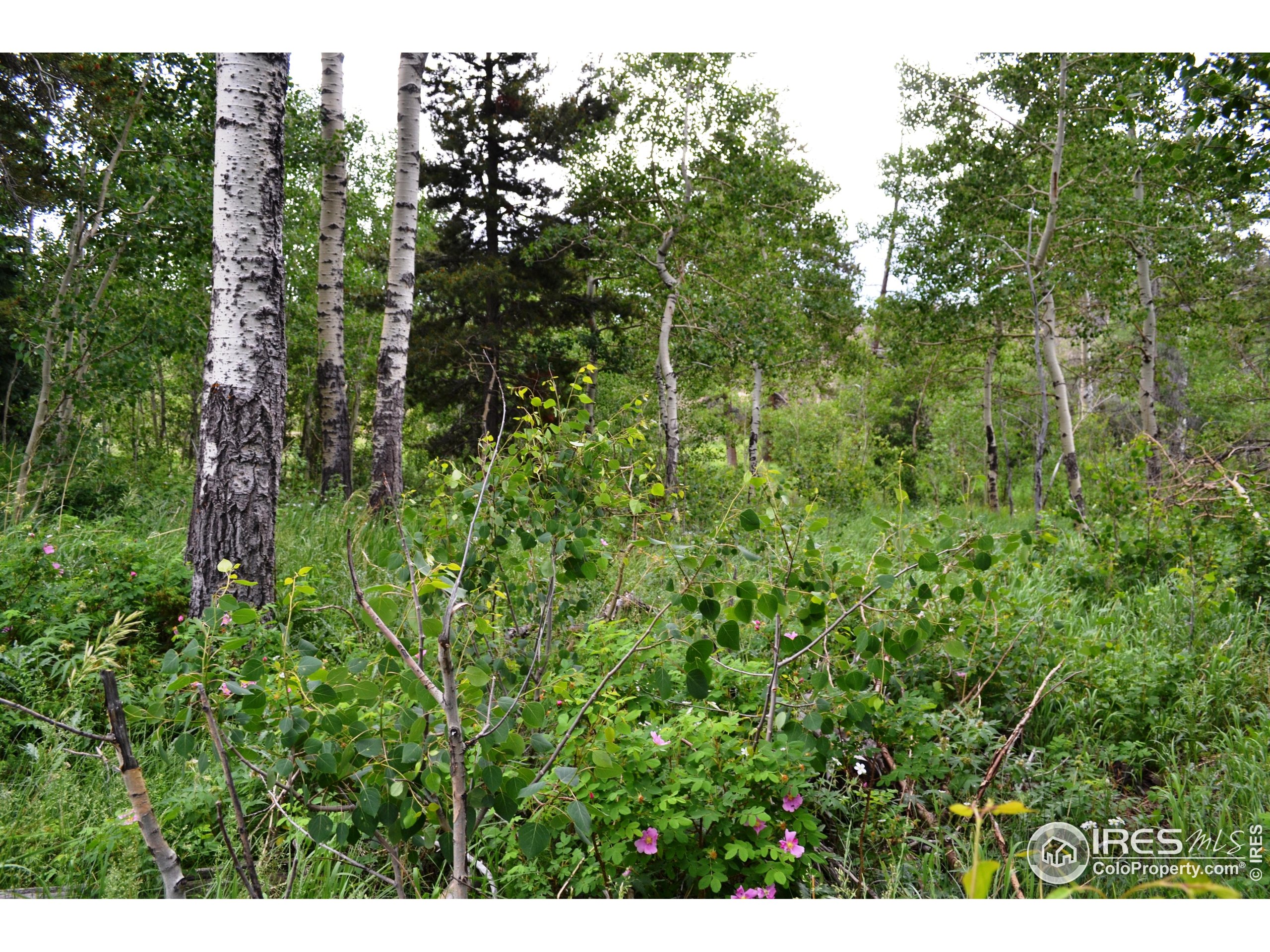 1256 Basking Dog Road Bellvue, CO 80512 - Photo 12 of 29