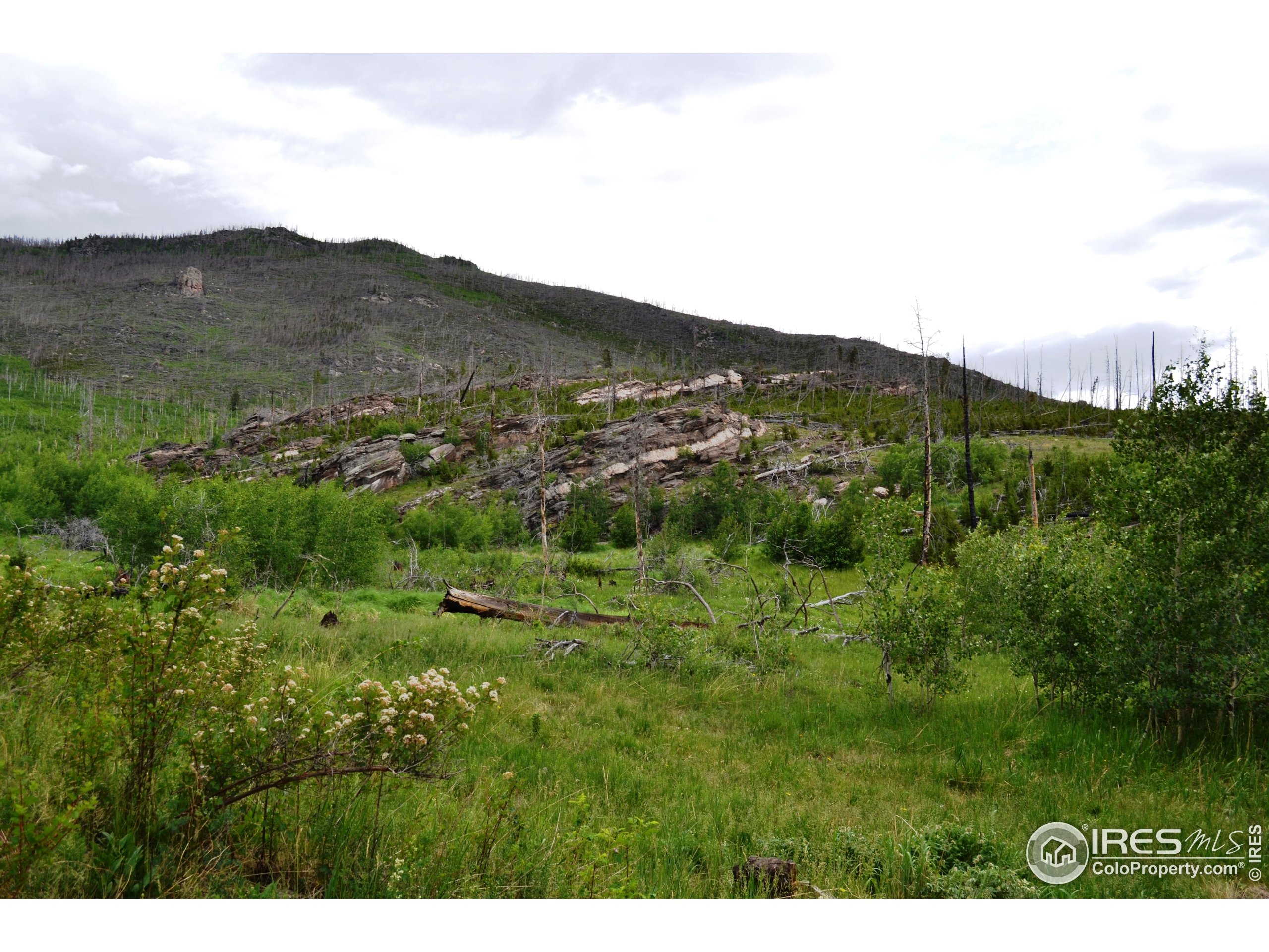 1256 Basking Dog Road Bellvue, CO 80512 - Photo 14 of 29