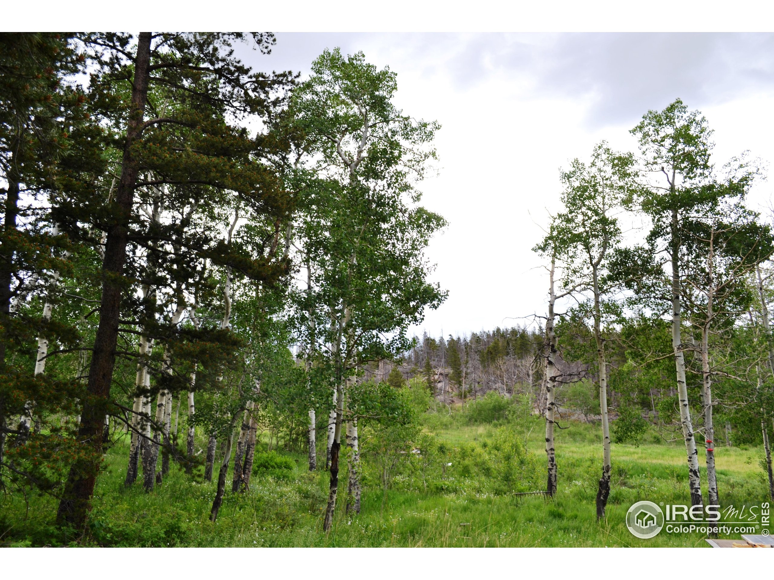 1256 Basking Dog Road Bellvue, CO 80512 - Photo 15 of 29
