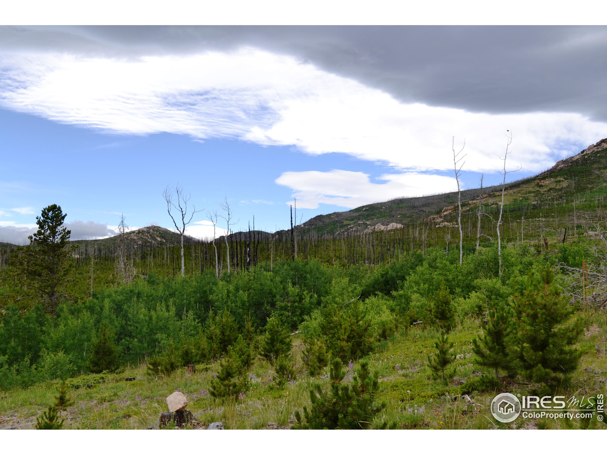 1256 Basking Dog Road Bellvue, CO 80512 - Photo 23 of 29