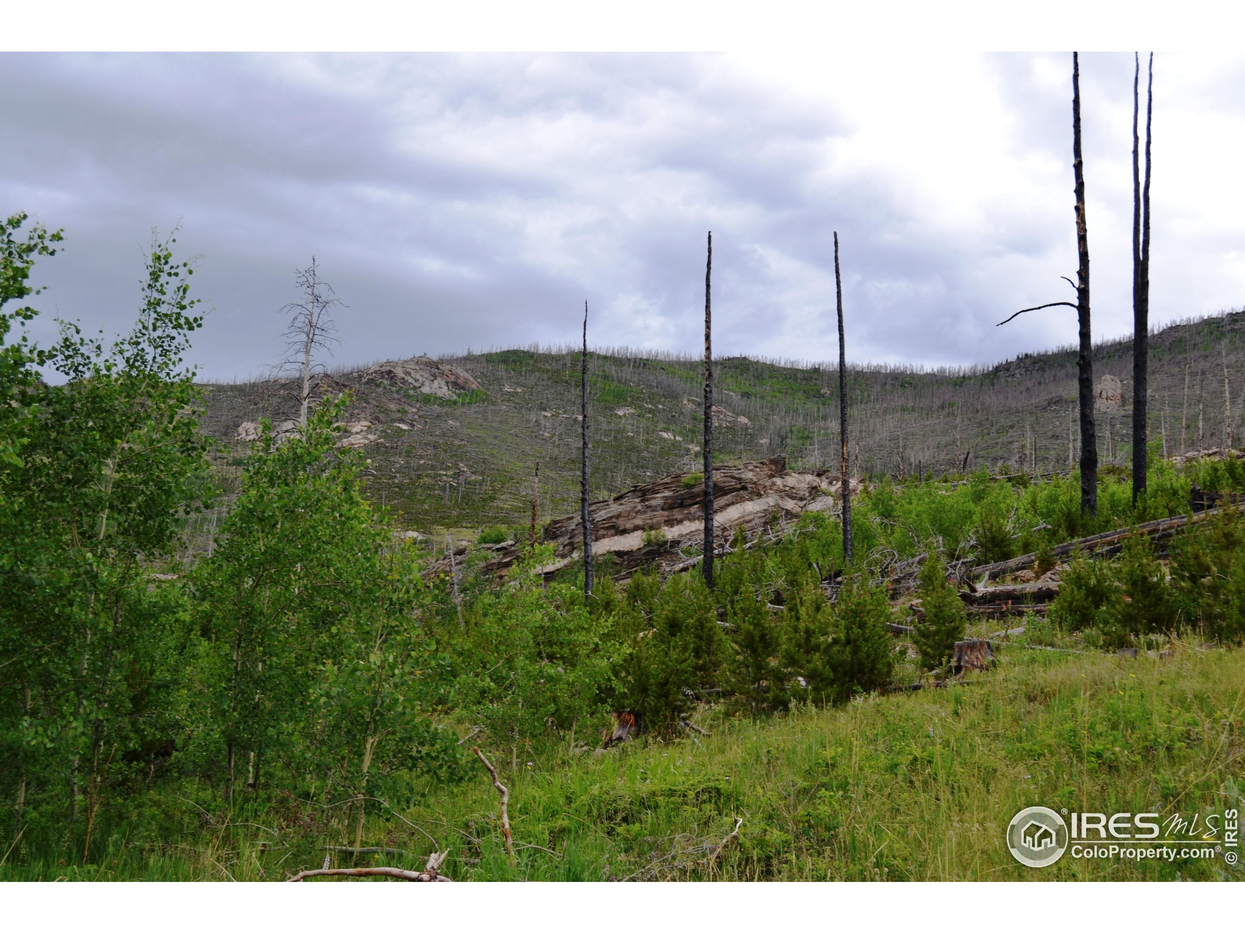 1256 Basking Dog Road Bellvue, CO 80512 - Photo 24 of 29
