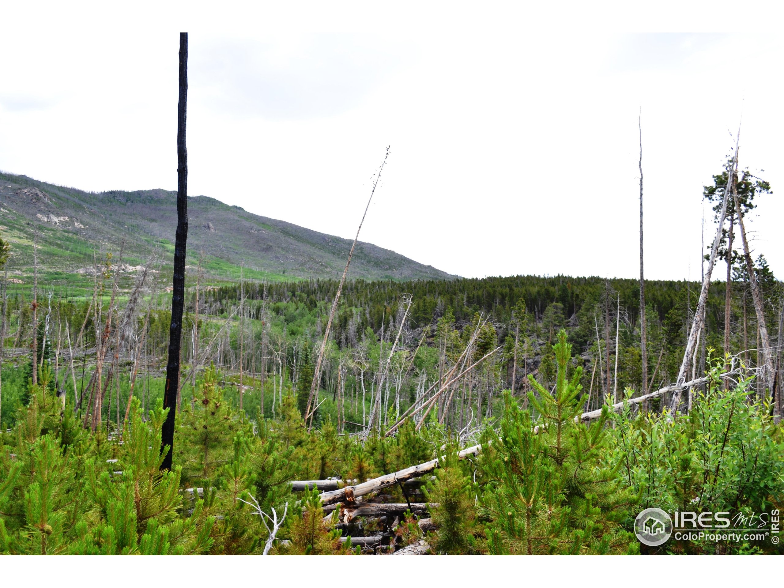 1256 Basking Dog Road Bellvue, CO 80512 - Photo 27 of 29