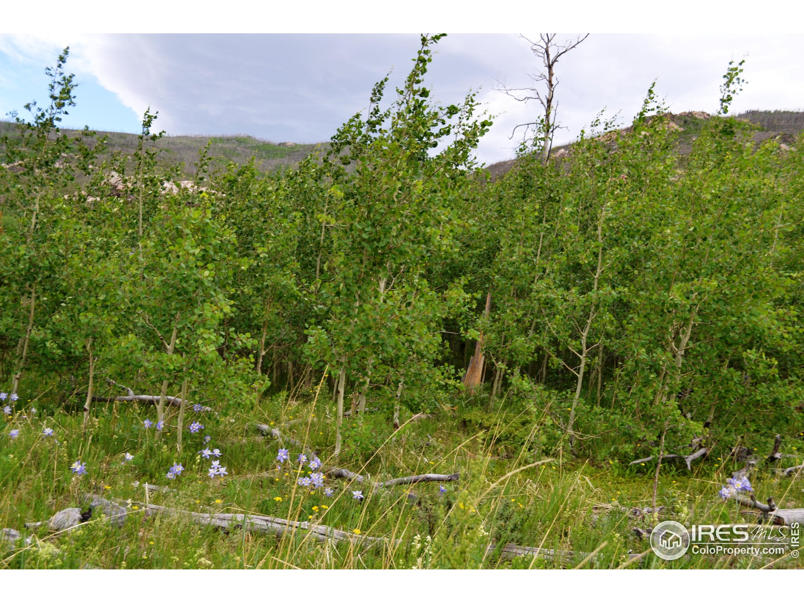 1256 Basking Dog Road Bellvue, CO 80512 - Photo 28 of 29