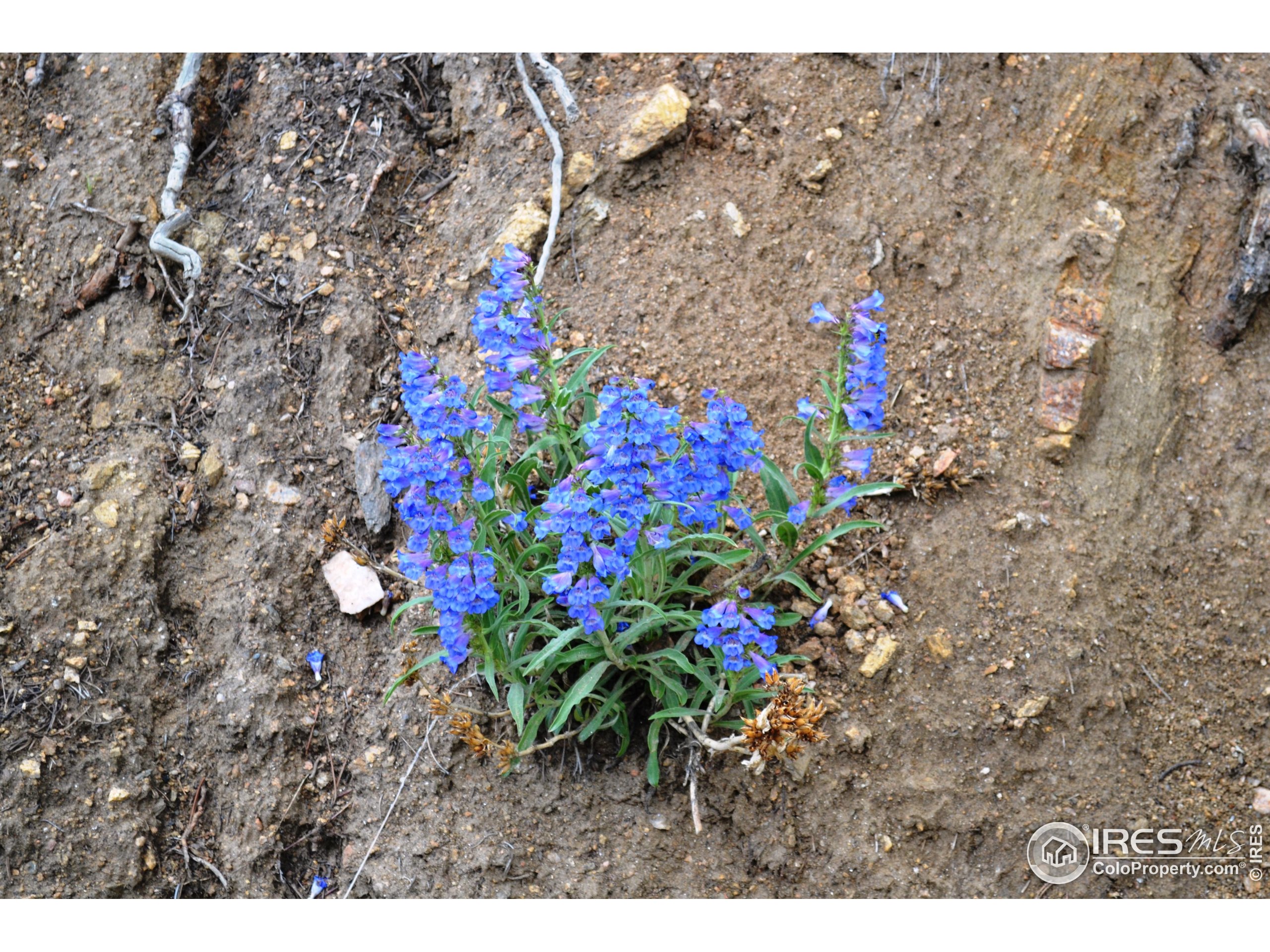 1256 Basking Dog Road Bellvue, CO 80512 - Photo 29 of 29
