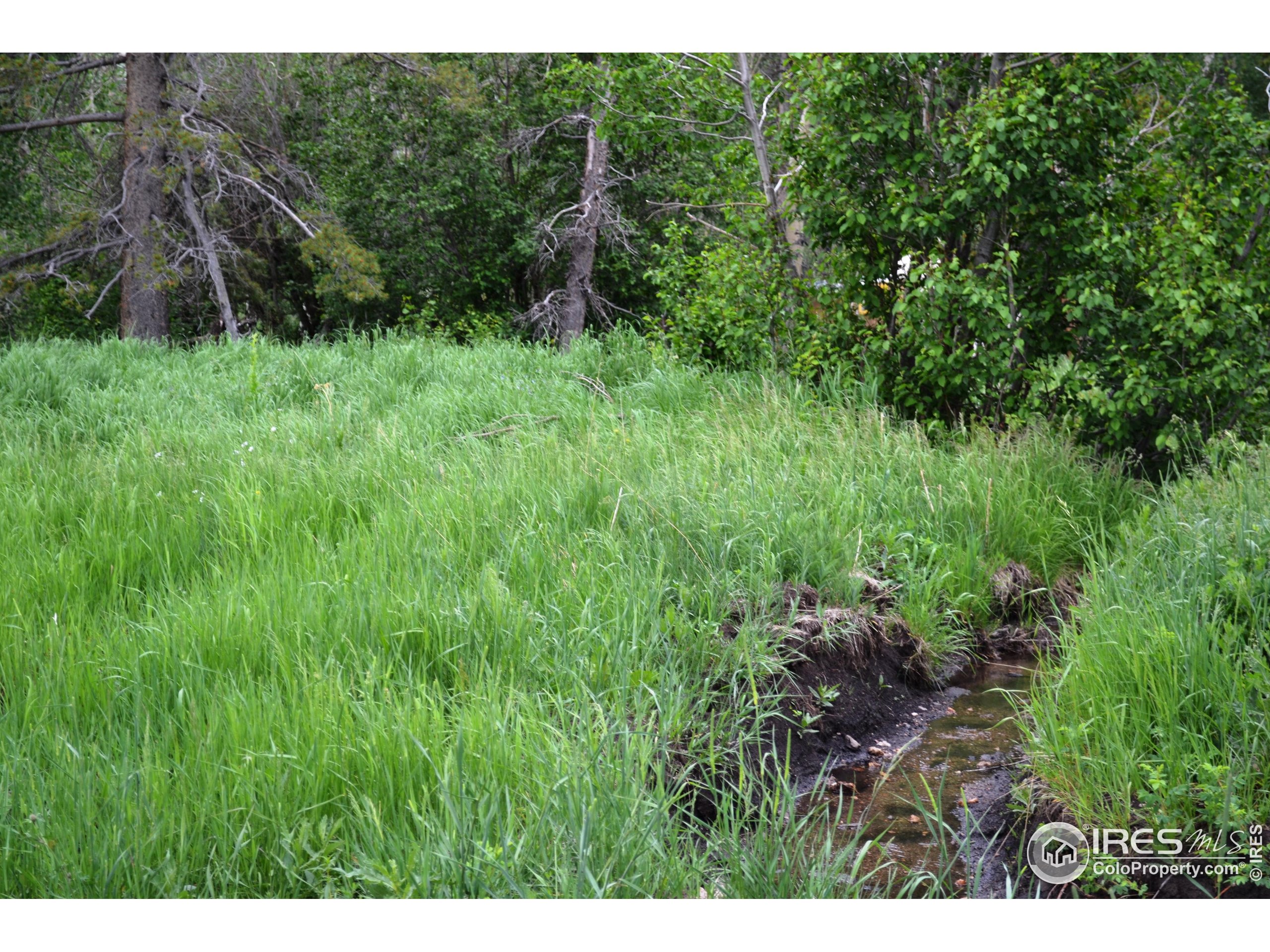 1256 Basking Dog Road Bellvue, CO 80512 - Photo 3 of 29
