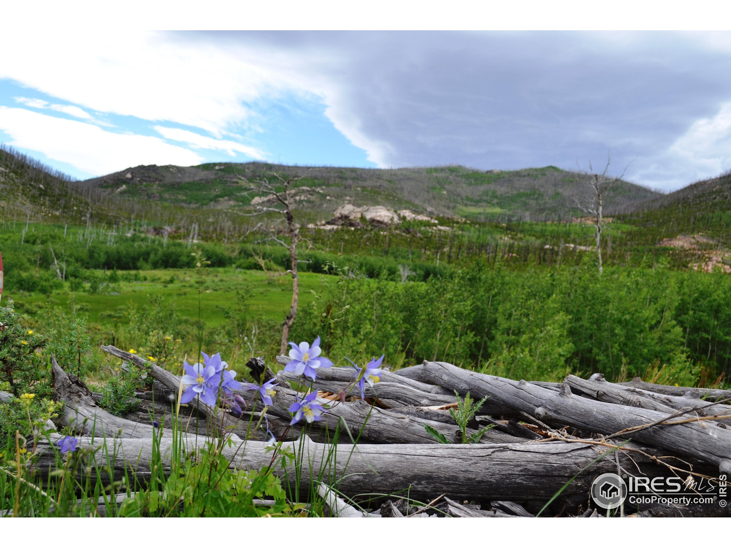 1256 Basking Dog Road Bellvue, CO 80512 - Photo 4 of 29