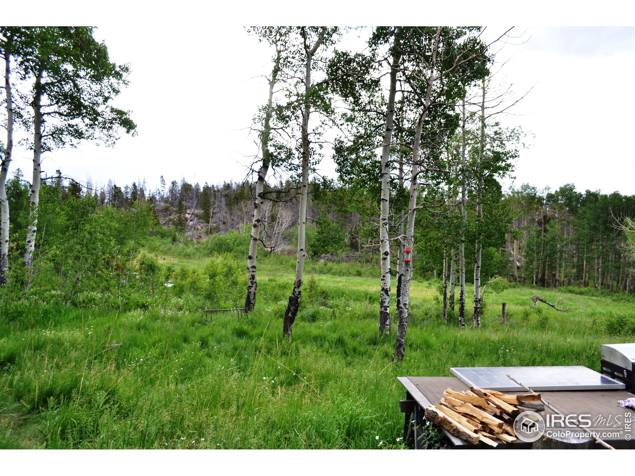 1256 Basking Dog Road Bellvue, CO 80512 - Photo 6 of 29