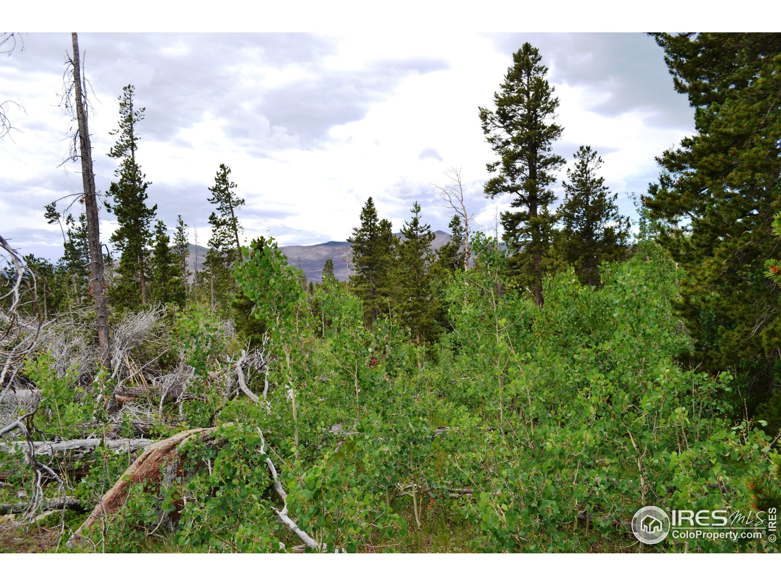 1256 Basking Dog Road Bellvue, CO 80512 - Photo 7 of 29