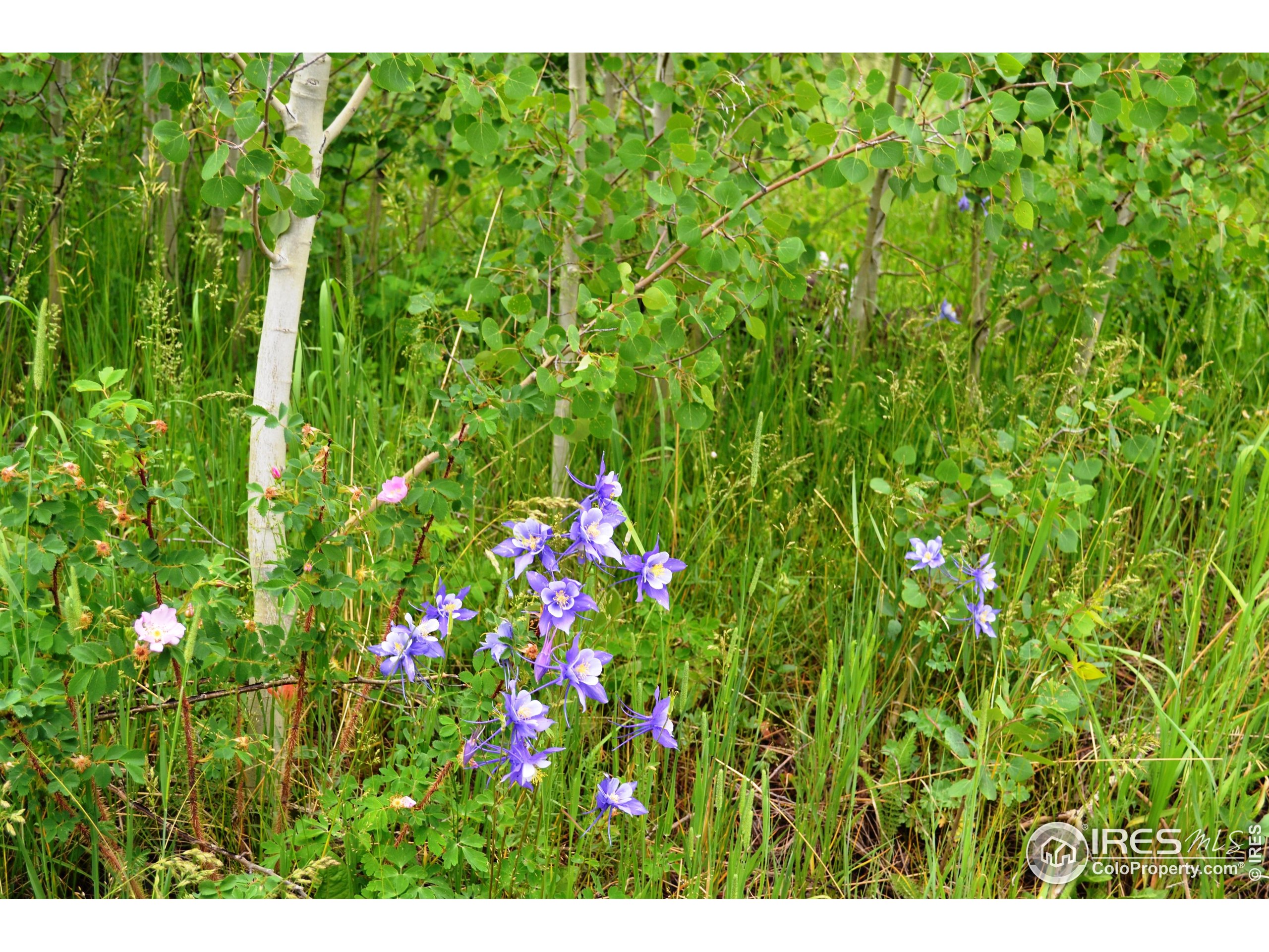 1256 Basking Dog Road Bellvue, CO 80512 - Photo 9 of 29