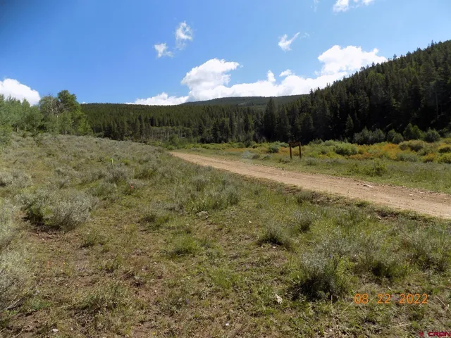 a view of a forest with trees in the background