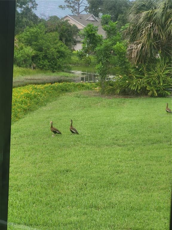 482 Pendleton Place Venice, FL 34292 - Photo 48 of 54 a view of a green yard