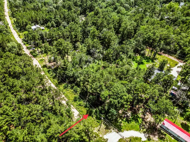 a view of a tree with plants