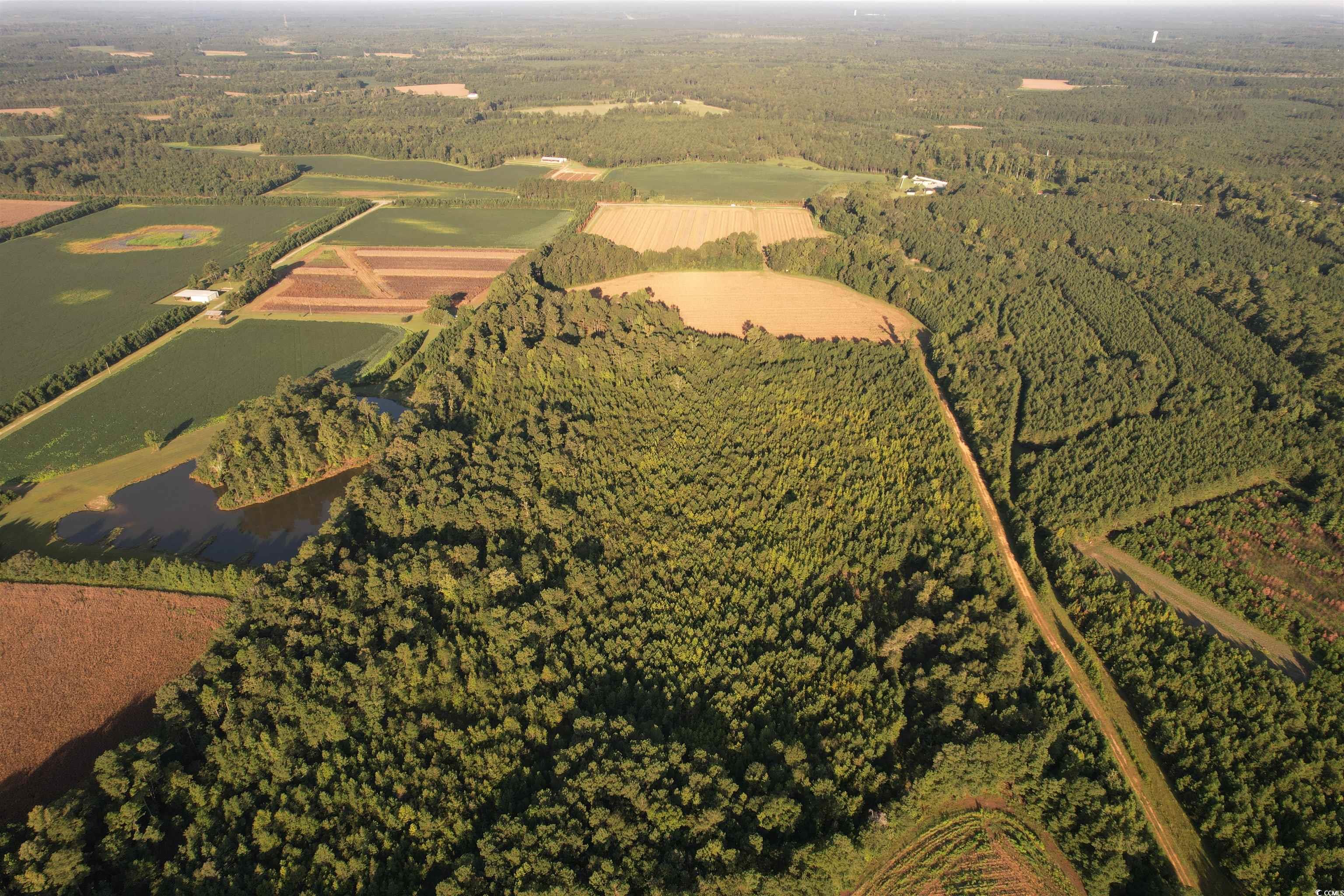 61.77-acres-tbd Marion Church Road Salters, SC 29590 - Photo 11 of 16