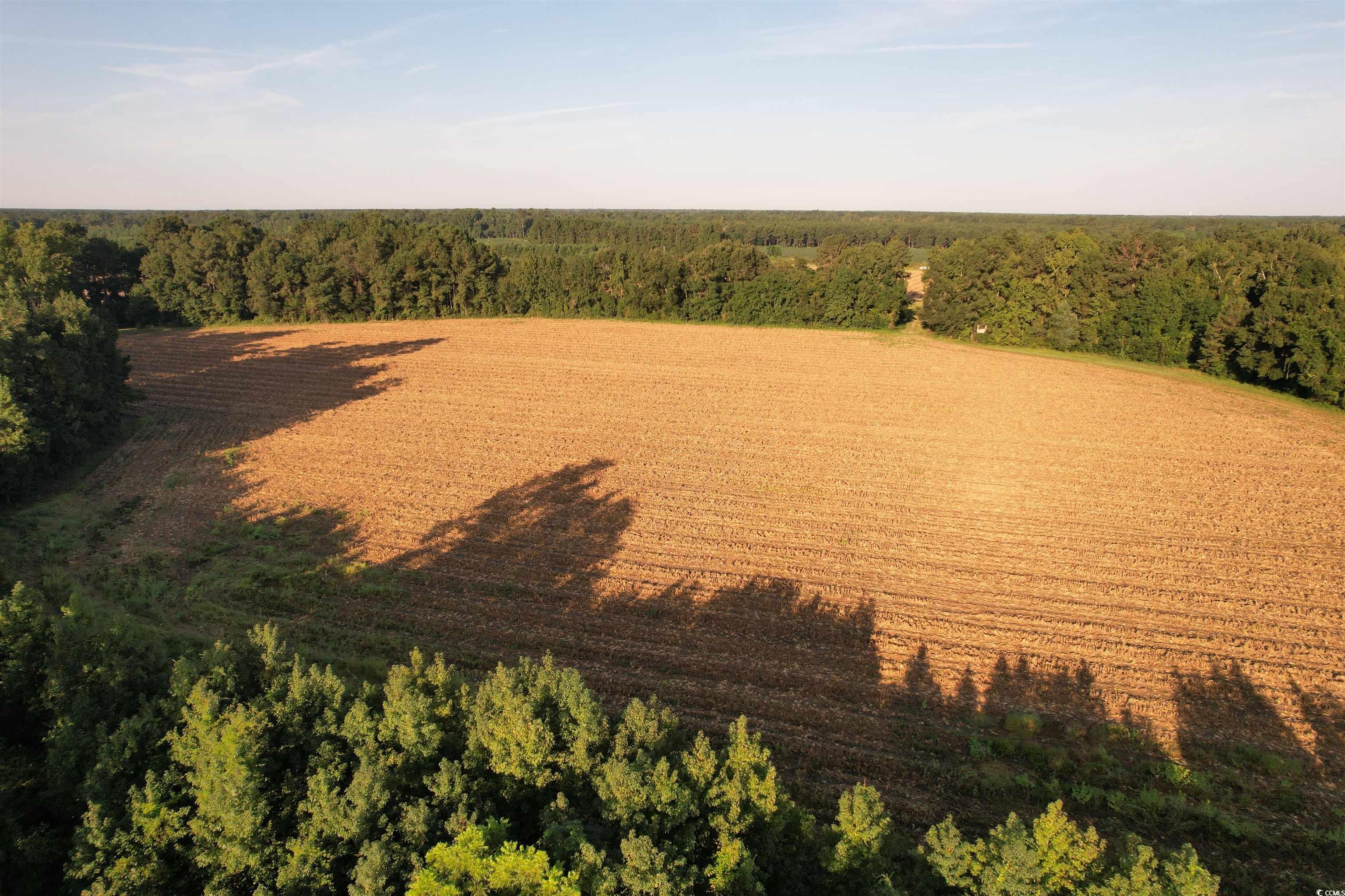 61.77-acres-tbd Marion Church Road Salters, SC 29590 - Photo 13 of 16