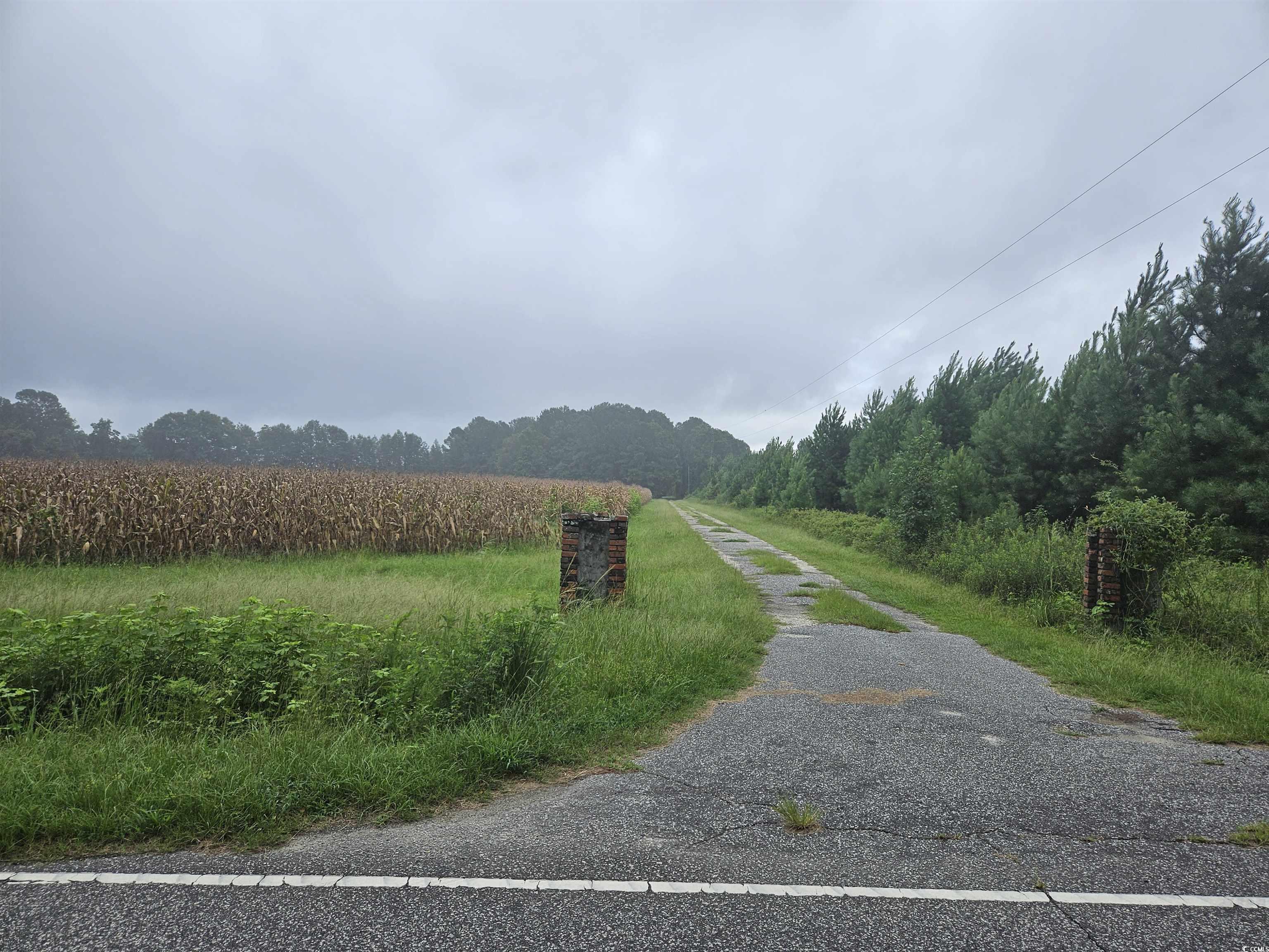 61.77-acres-tbd Marion Church Road Salters, SC 29590 - Photo 14 of 16 View of street