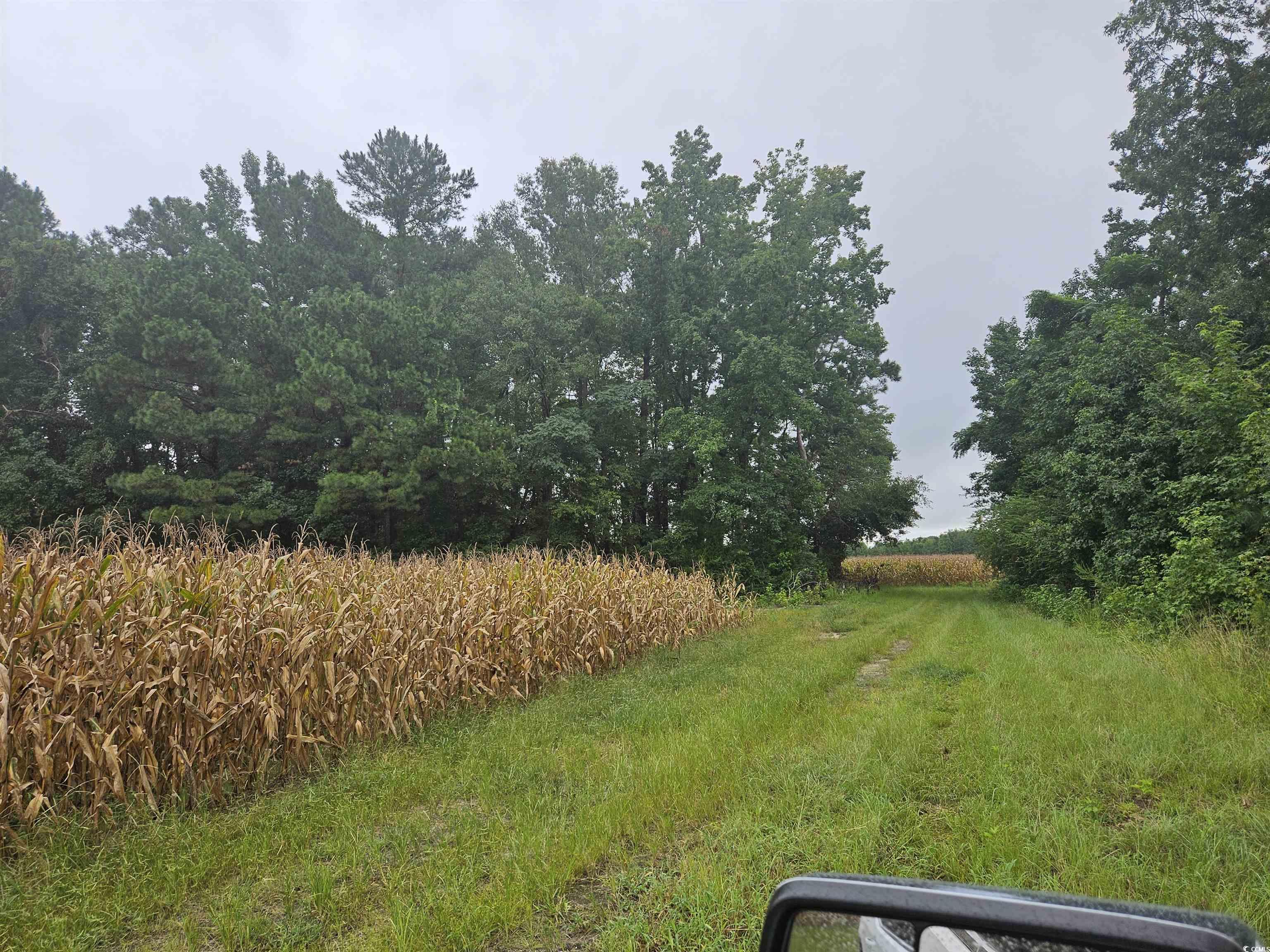 61.77-acres-tbd Marion Church Road Salters, SC 29590 - Photo 15 of 16 View of yard