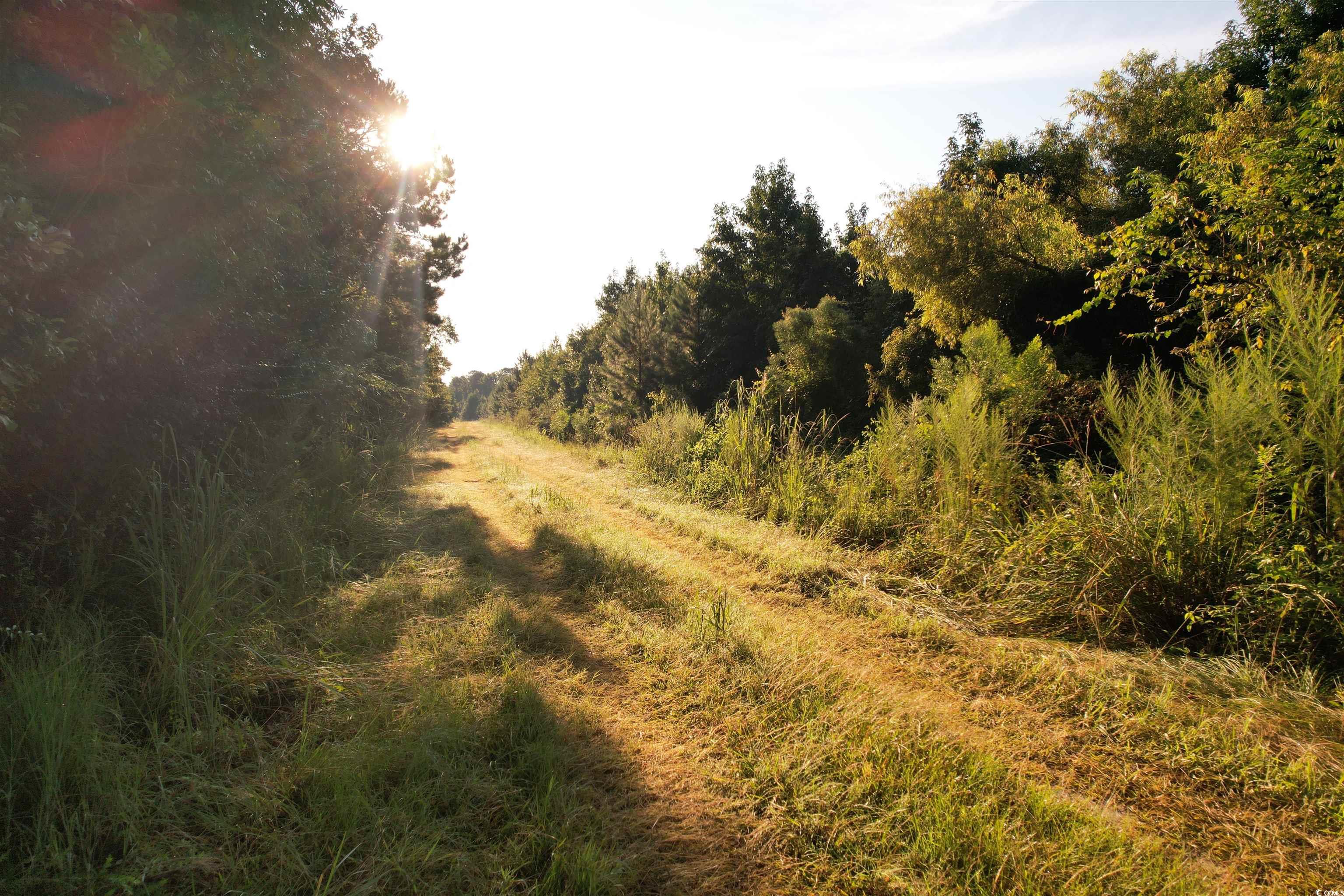 61.77-acres-tbd Marion Church Road Salters, SC 29590 - Photo 4 of 16