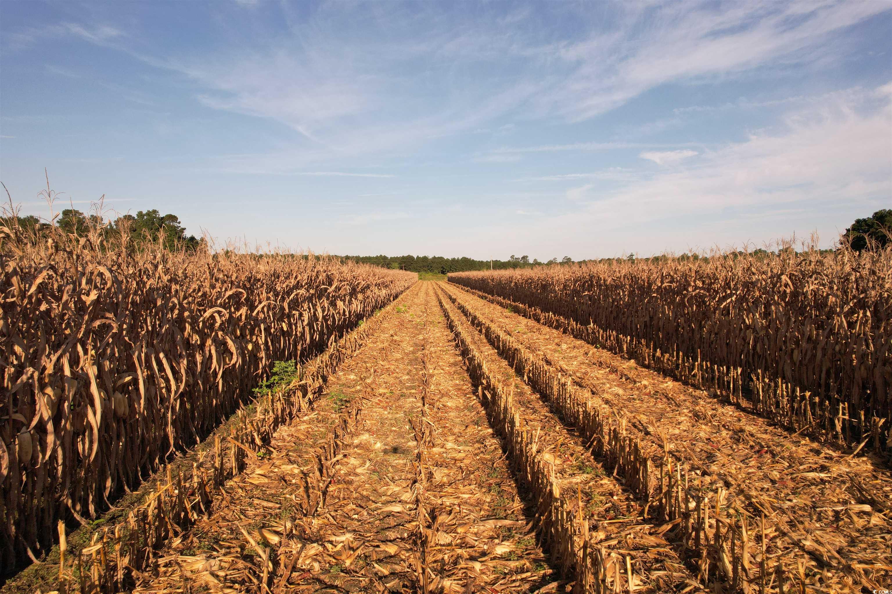 61.77-acres-tbd Marion Church Road Salters, SC 29590 - Photo 7 of 16