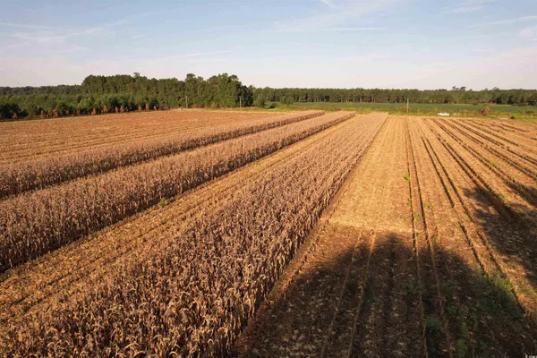 $345,000 | 61.77-acres-tbd Marion Church Road, Salters, SC 29590