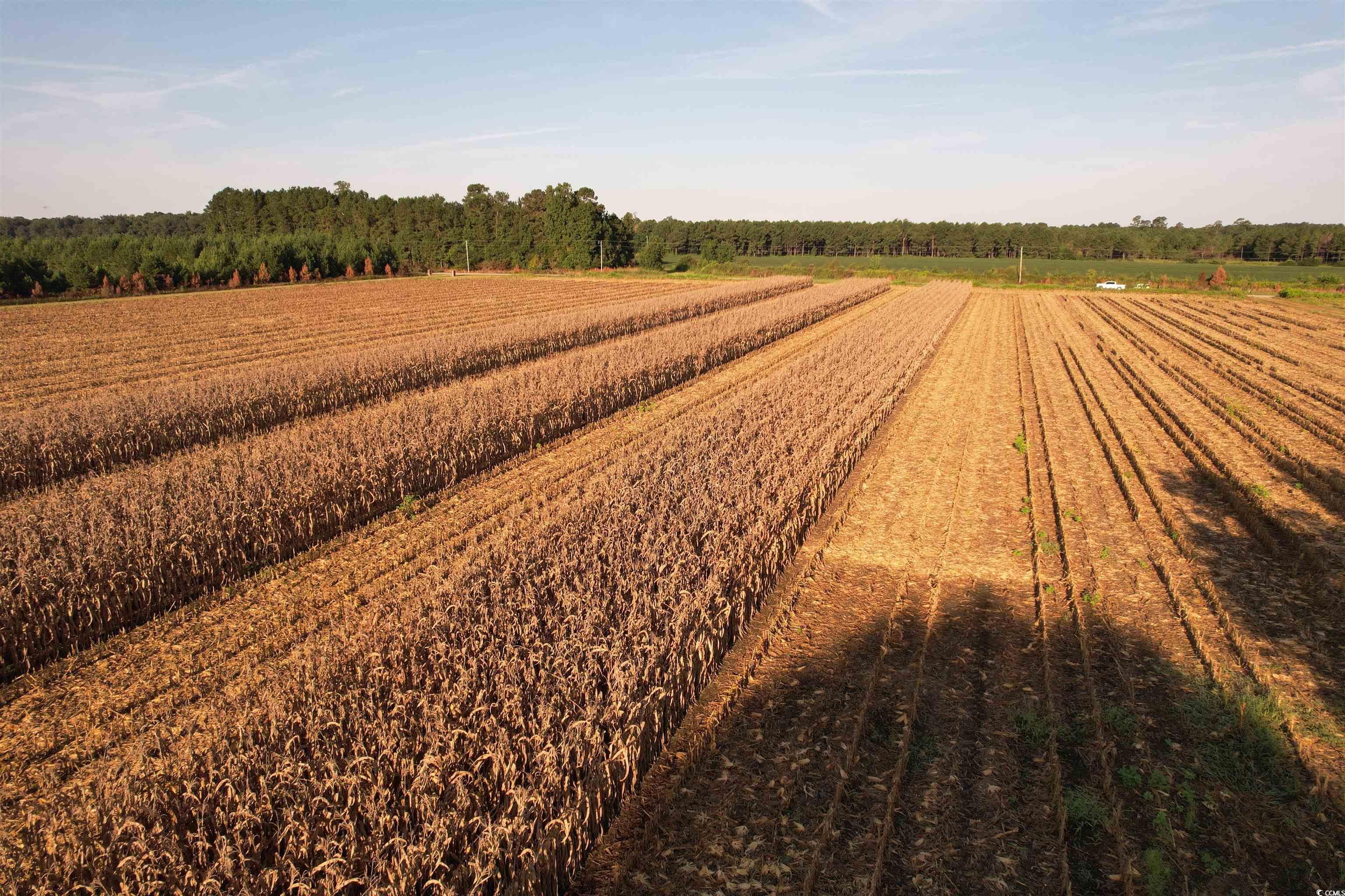 61.77-acres-tbd Marion Church Road Salters, SC 29590 - Photo 8 of 16