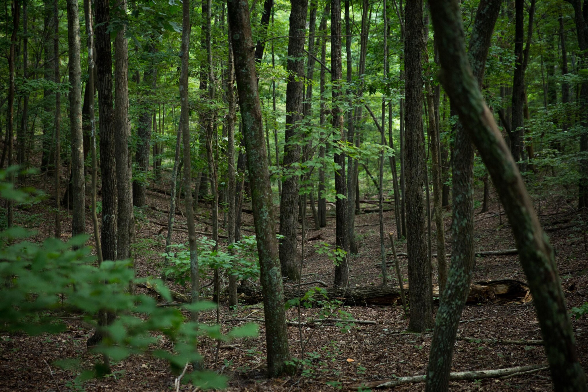 0 Nickajack Road Rising Fawn, GA 30738 - Photo 8 of 27 a view of a forest