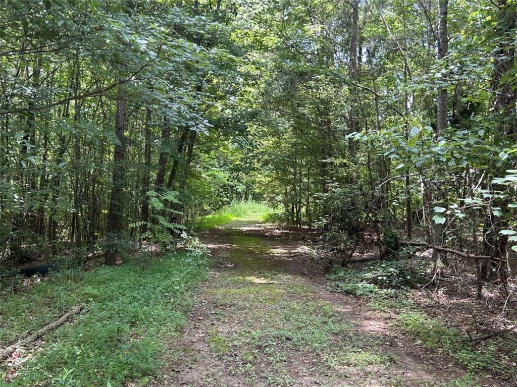 a view of a yard with plants and a tree
