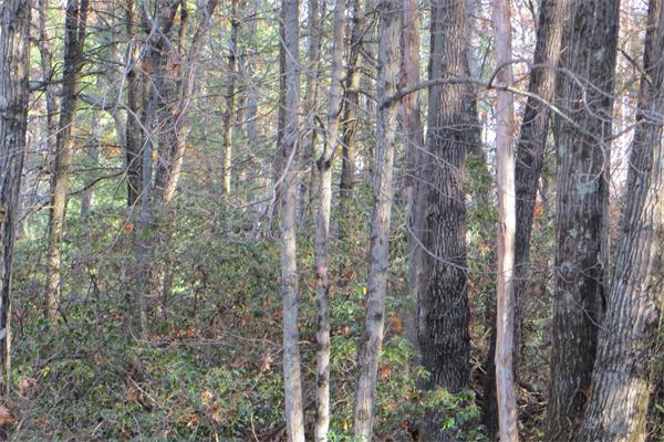 2 Walker Pond Road Sturbridge, MA 01566 - Photo 1 of 1 a view of a forest with trees