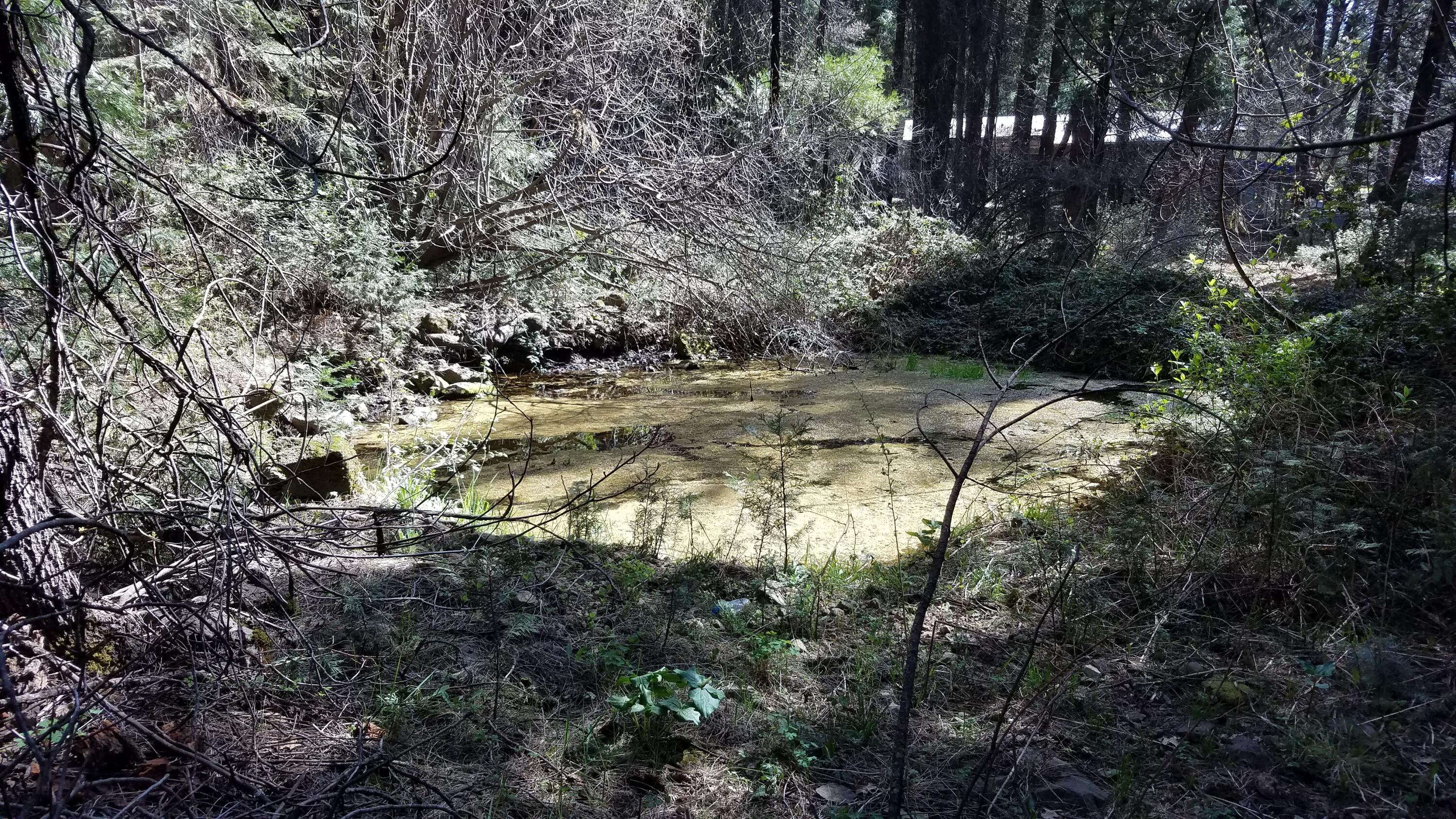 33153 Sites Road Shingletown, CA 96088 - Photo 17 of 33 Small Spring Fed Pond