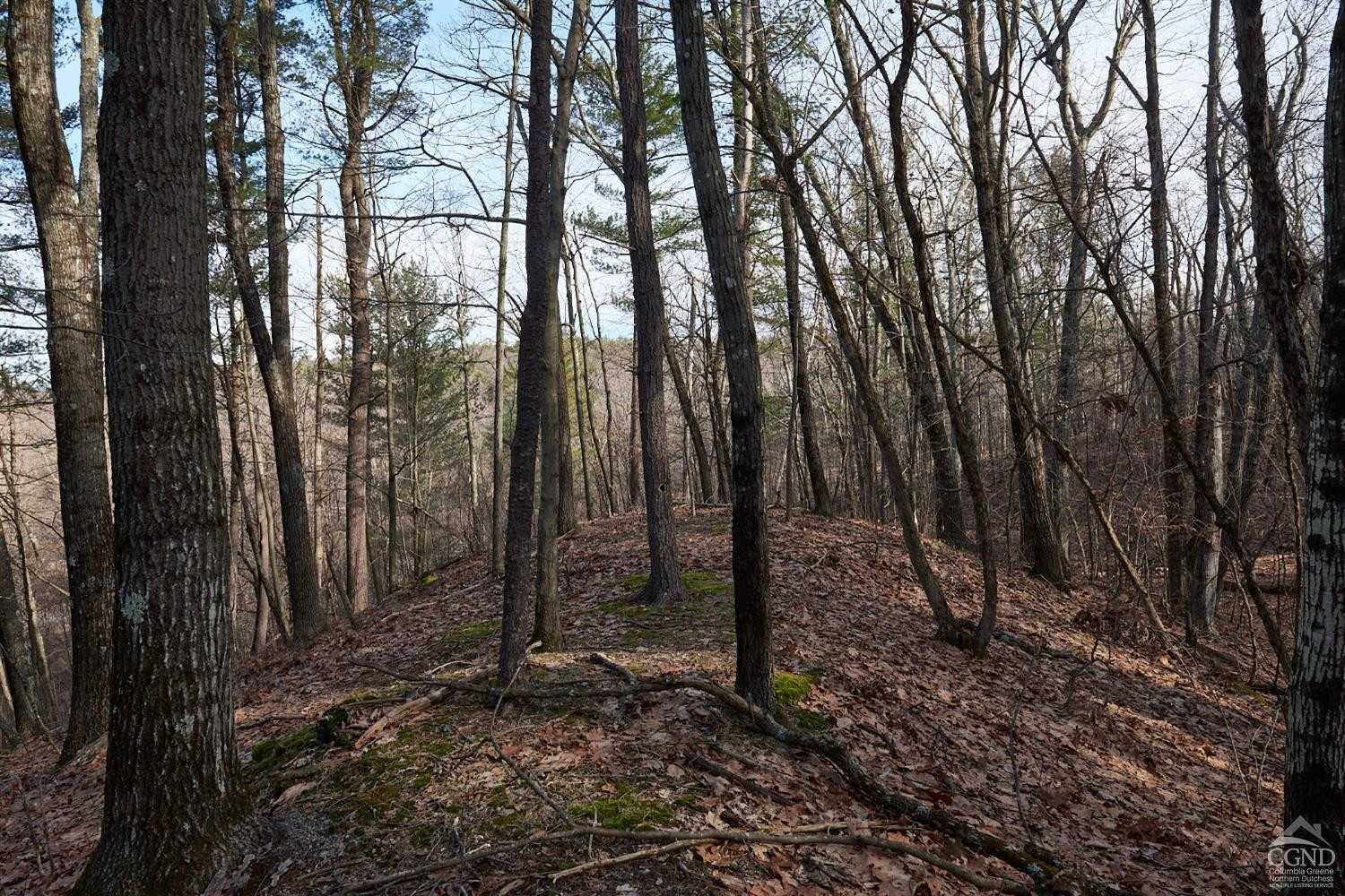 0 Bates Road Craryville, NY 12521 - Photo 8 of 15 a view of a forest that has large trees