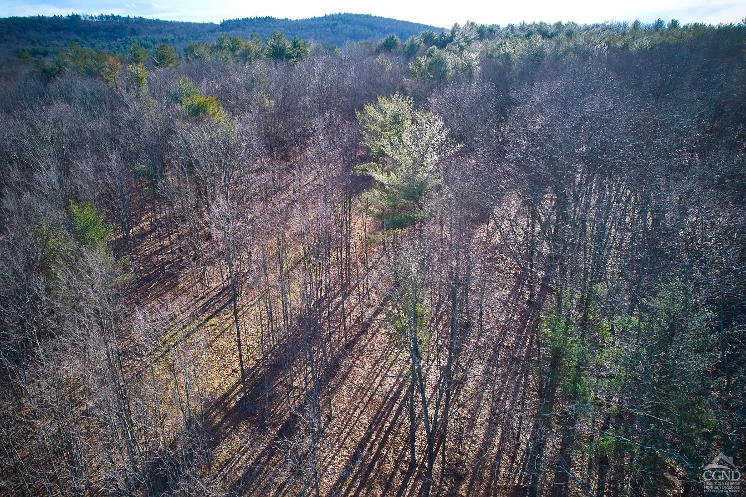 0 Bates Road Craryville, NY 12521 - Photo 9 of 15 a view of a forest with trees in the background