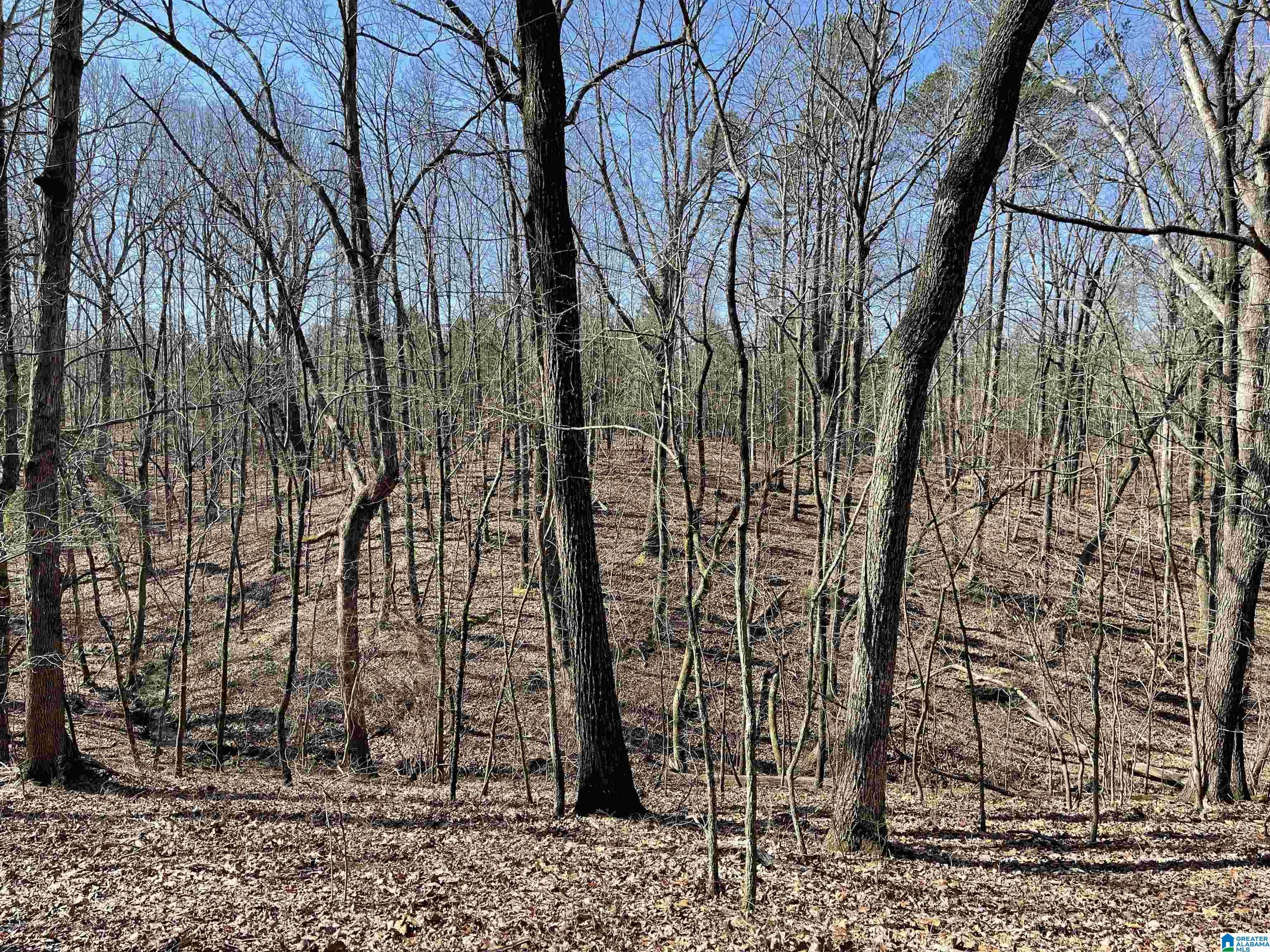 0 County Road 852, Unit 3 Ranburne, AL 36273 - Photo 7 of 23