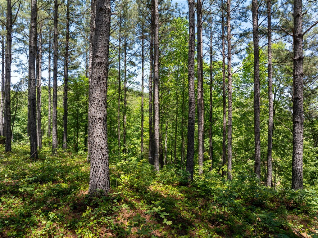 113 Sunrise Ridge Sunset, SC 29685 - Photo 11 of 14 This verdant expanse of mature trees creates a serene and private natural environment.