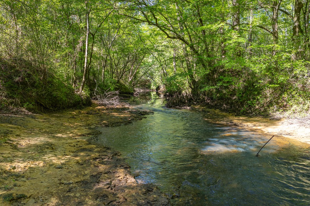 165-acres Harrison Road Kinston, AL 36453 - Photo 8 of 26