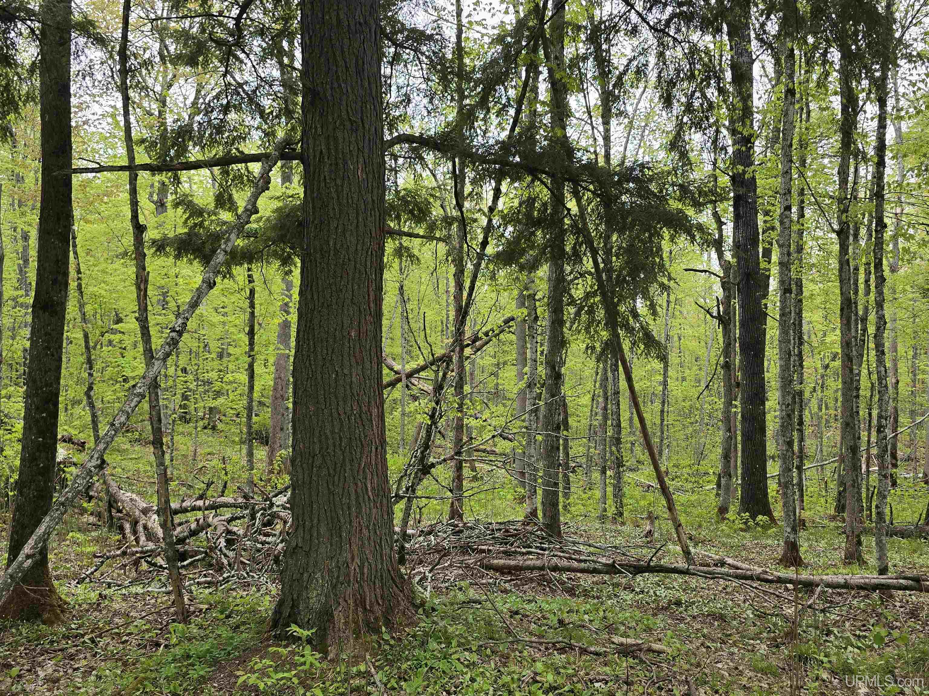 Lot 37 Yellow Road Pelkie, MI 49958 - Photo 13 of 34
