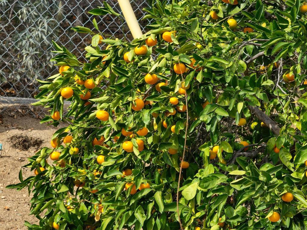 2573 Los Alisos South Fallbrook, CA 92028 - Photo 64 of 70 a view of a tree