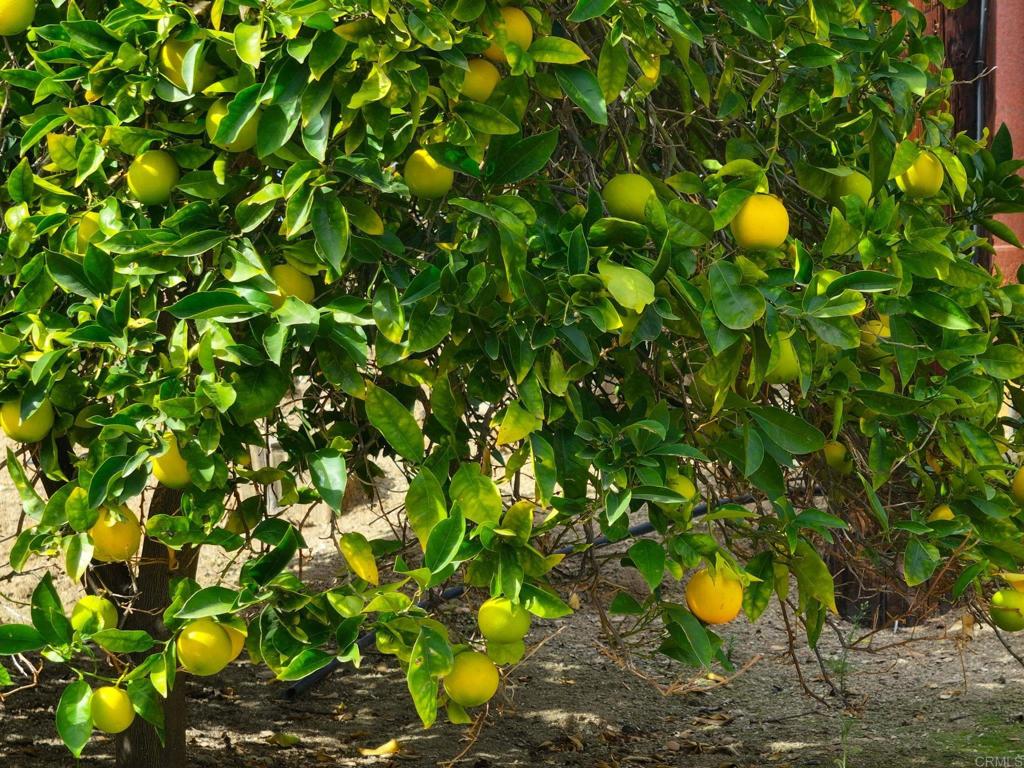 2573 Los Alisos South Fallbrook, CA 92028 - Photo 66 of 70 a close up of a plant