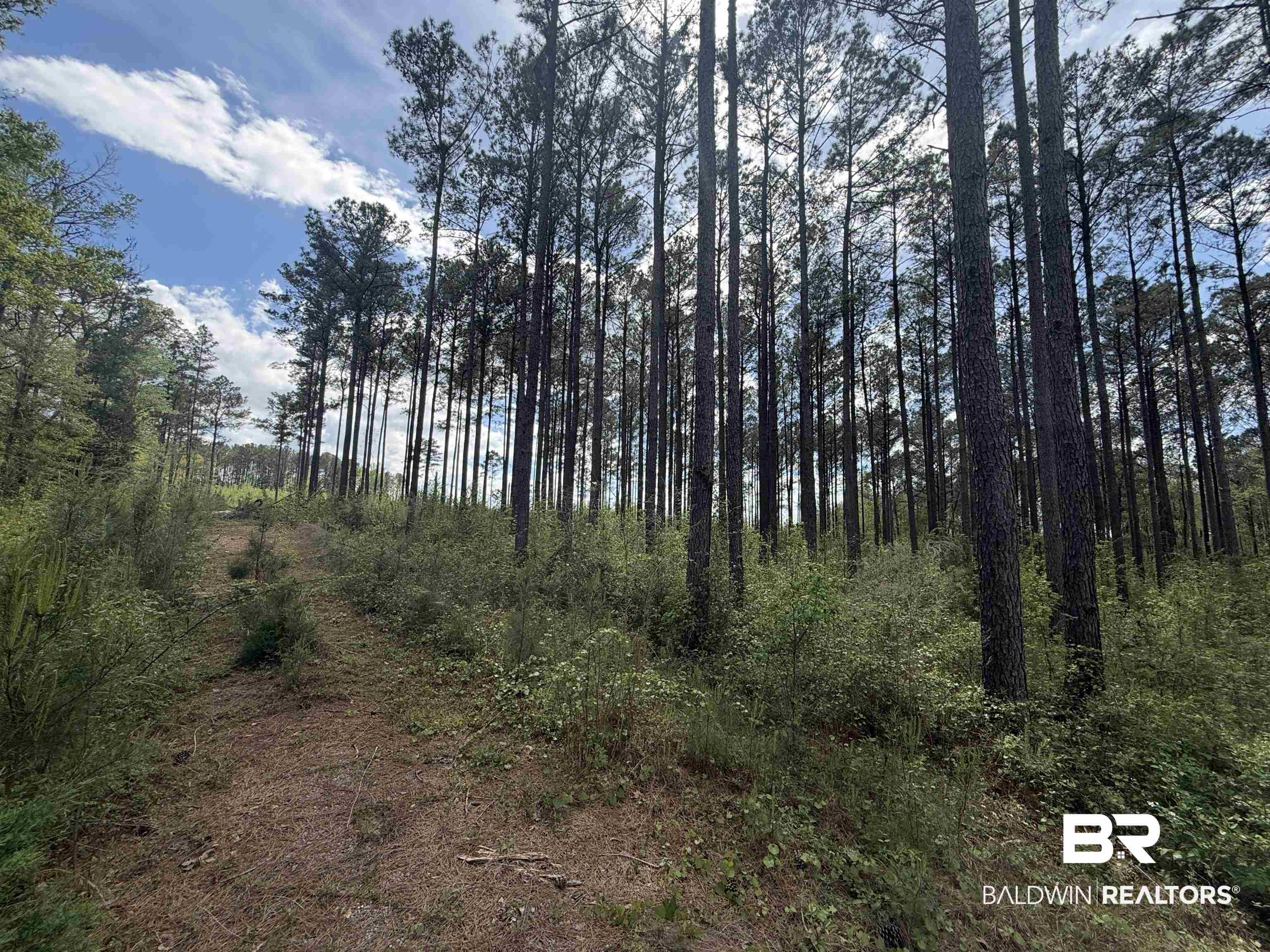 Tbd Old Drive In Road Grove Hill, AL 36451 - Photo 6 of 9 View of nature