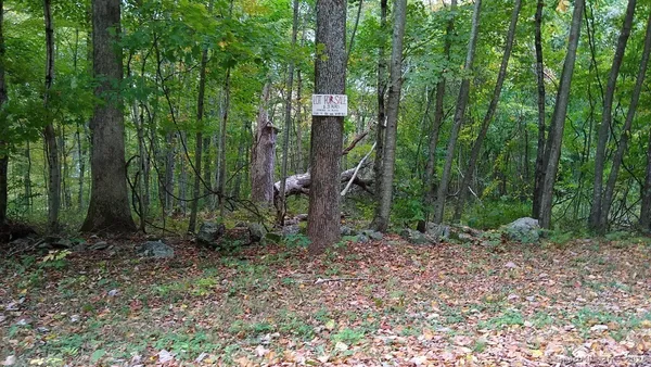 a view of a yard in a forest
