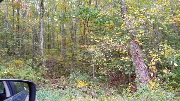 a view of a garden with plants