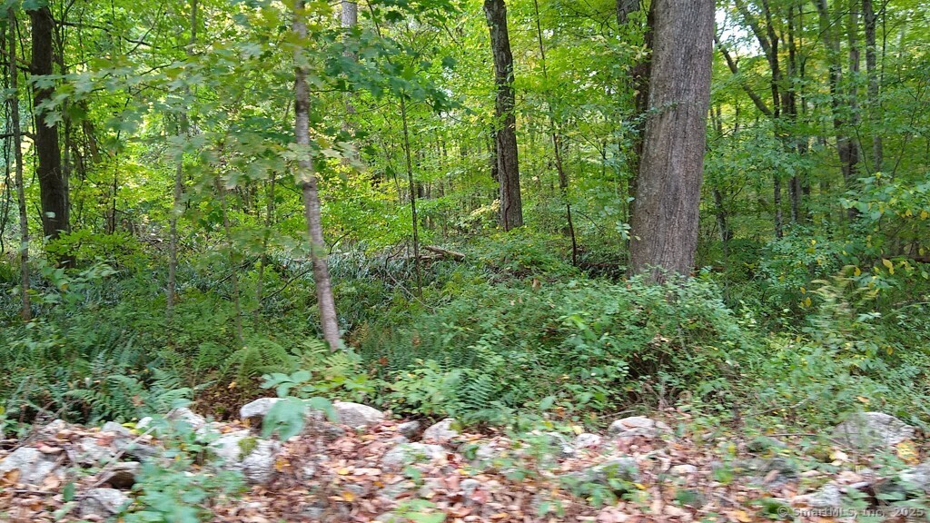 0 Chowanec Road Columbia, CT 06237 - Photo 7 of 12 a view of a lush green forest
