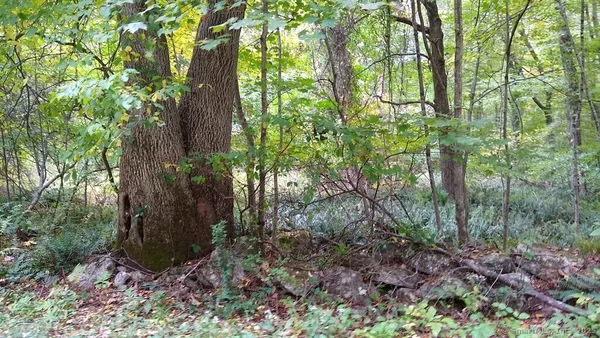 a view of a wooden fence and trees