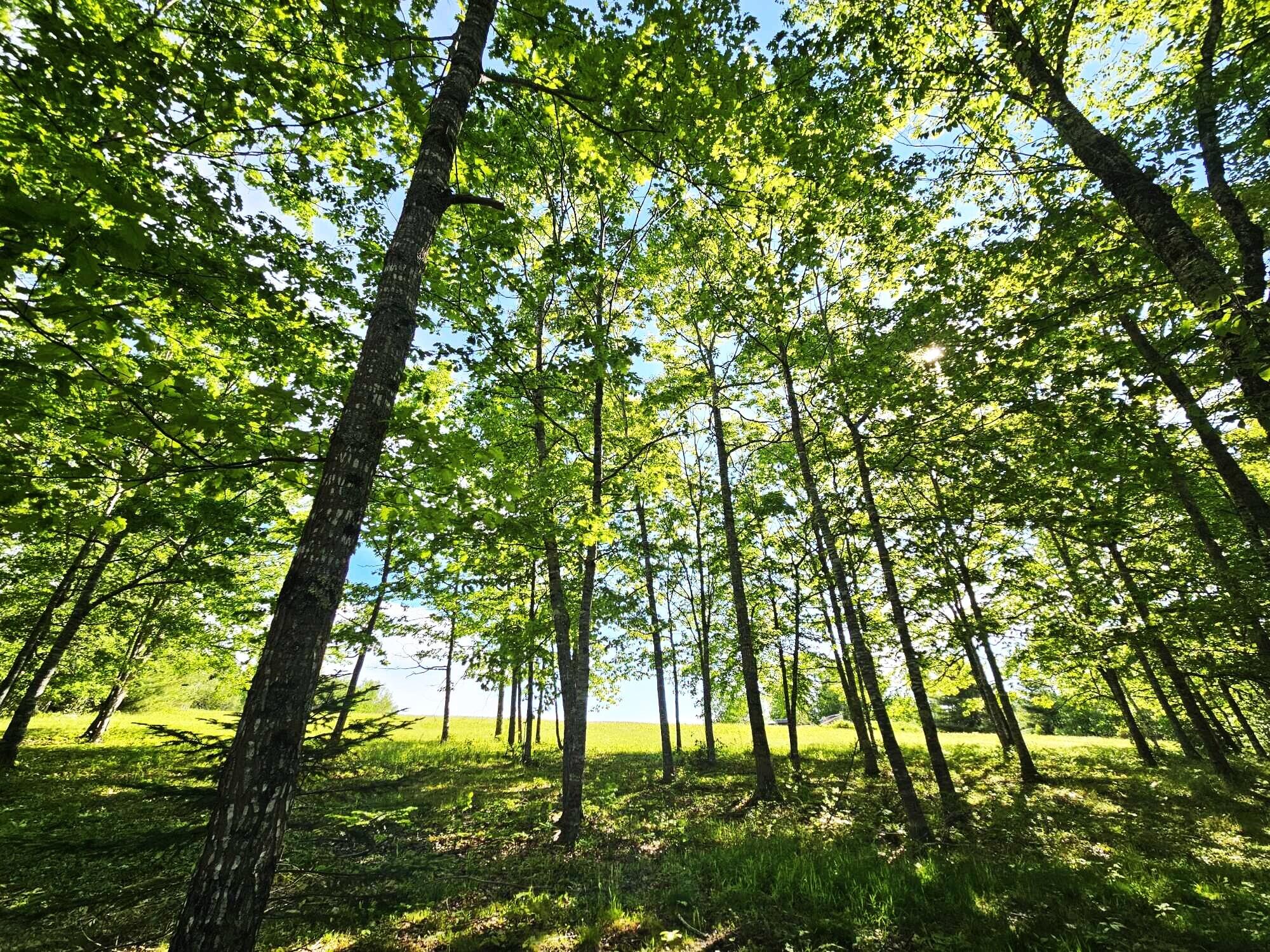 Lot 7-4 Happytown Road Orland, ME 04472 - Photo 20 of 26 Wooded Area of Property