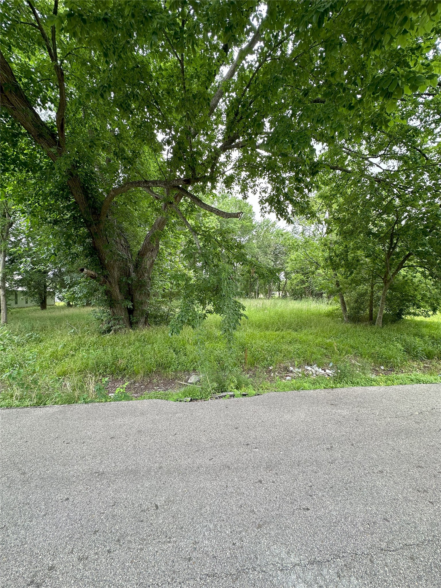0 Larkspur Street Houston, TX 77033 - Photo 1 of 11 a view of a yard with a plants and trees in the background