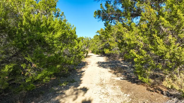 a view of a yard with plants