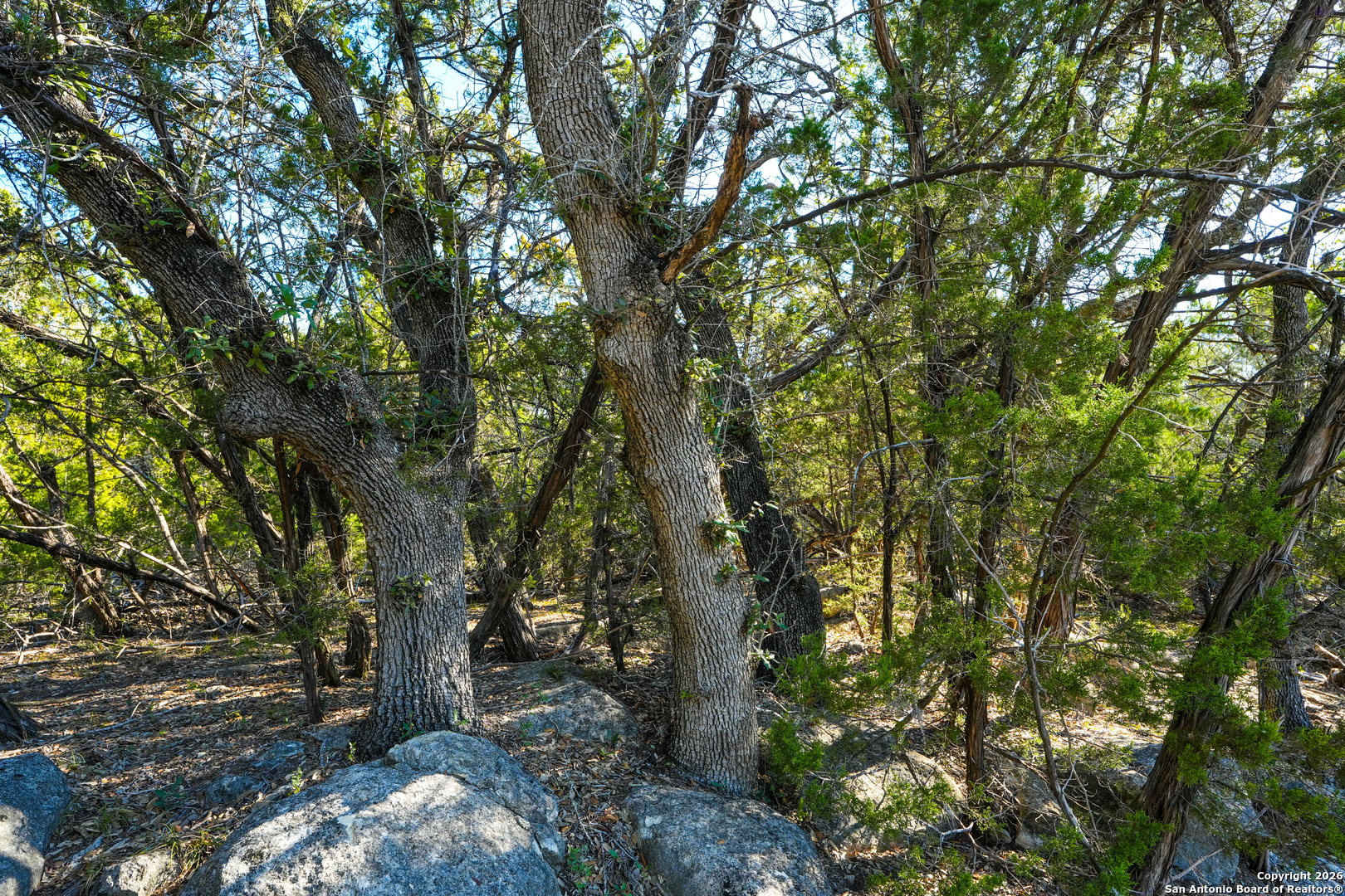 1515 Old Boerne Road Bulverde, TX 78163 - Photo 18 of 21 a view of forest