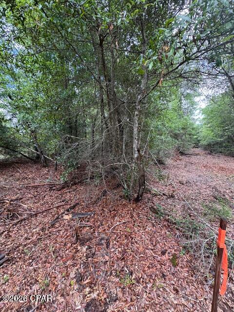 Tbd Pilgrim Rest Church Road Marianna, FL 32448 - Photo 6 of 13