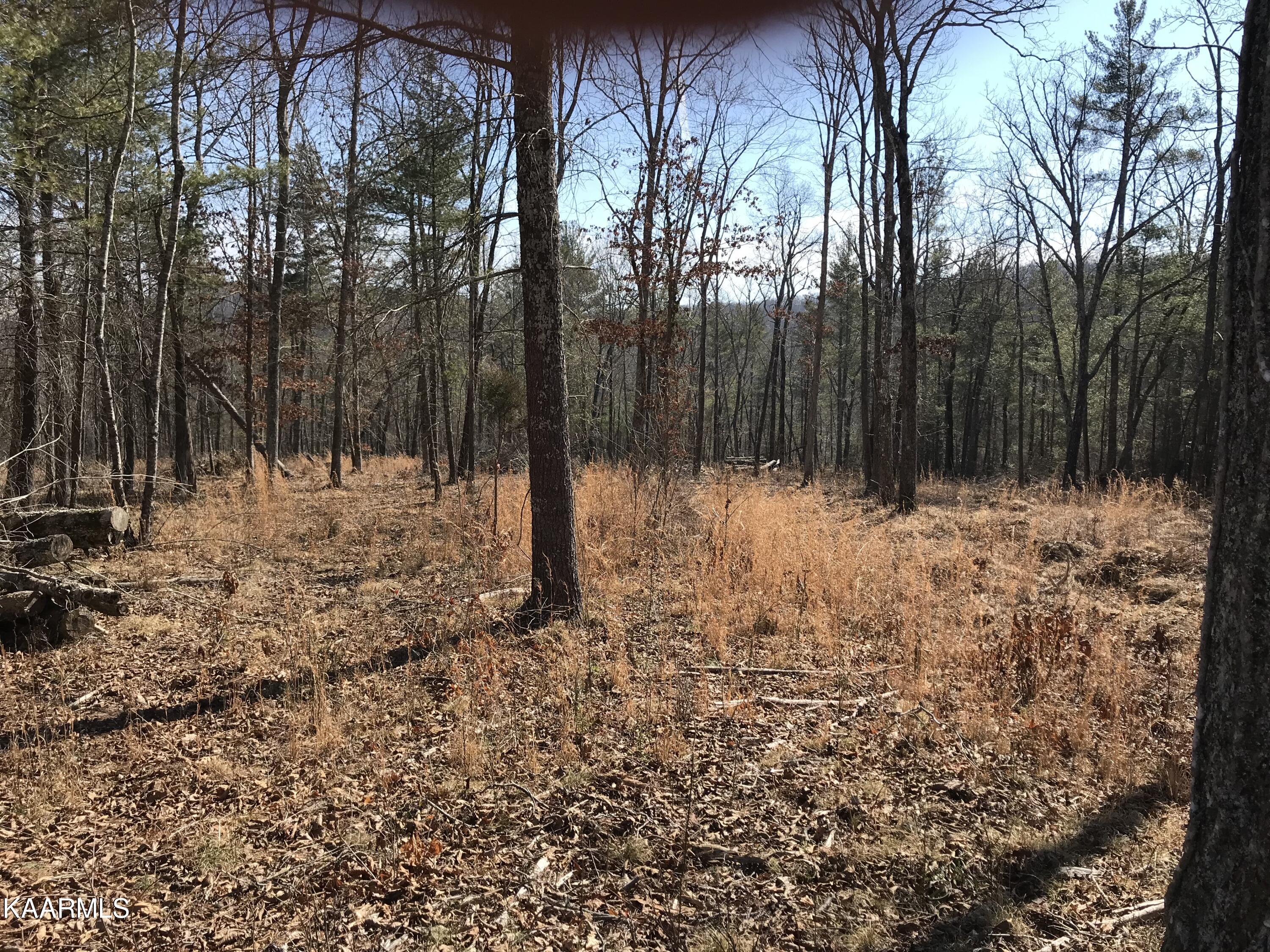 Sabo Road Grandview, TN 37337 - Photo 6 of 6 IMG_1613